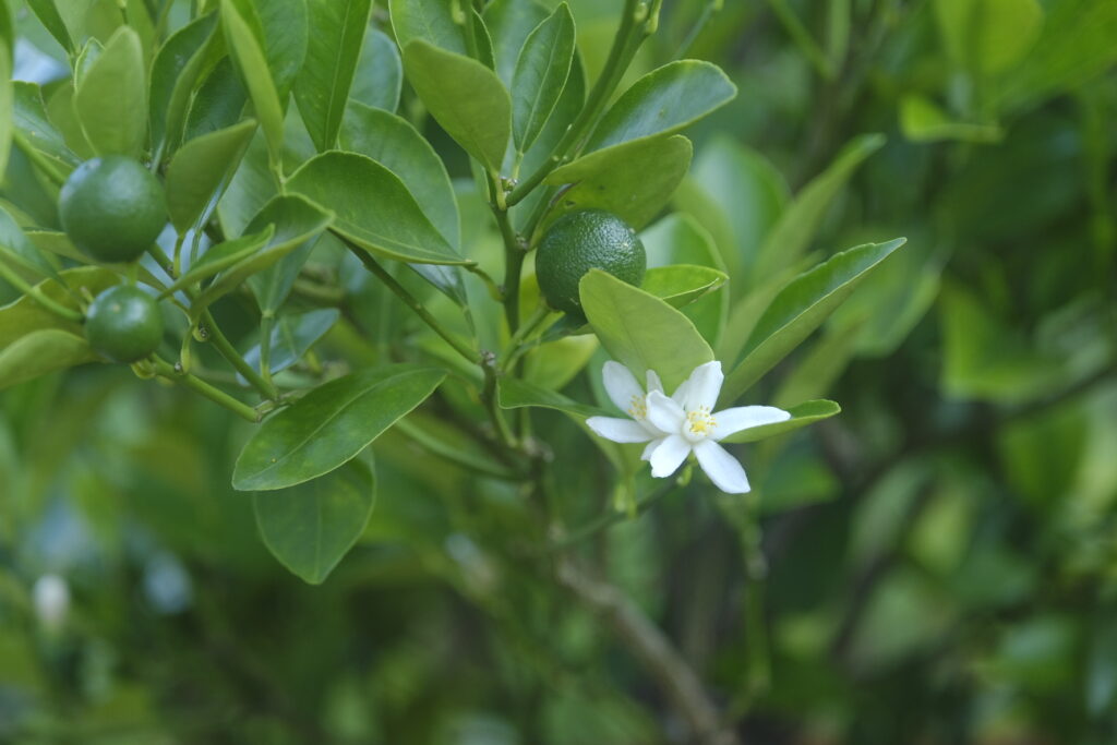 Fujifilm X-T4 Astia Soft