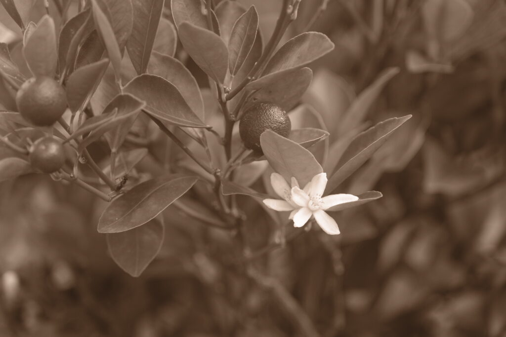Fujifilm X-T4 Sepia
