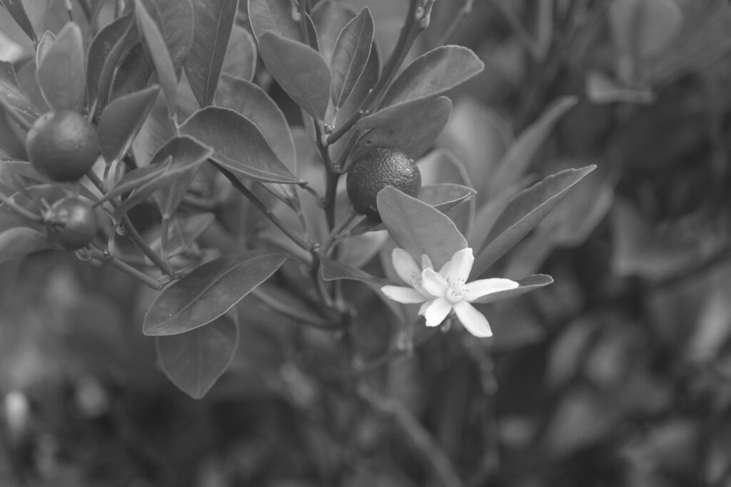 Fujifilm X-T4 Acros