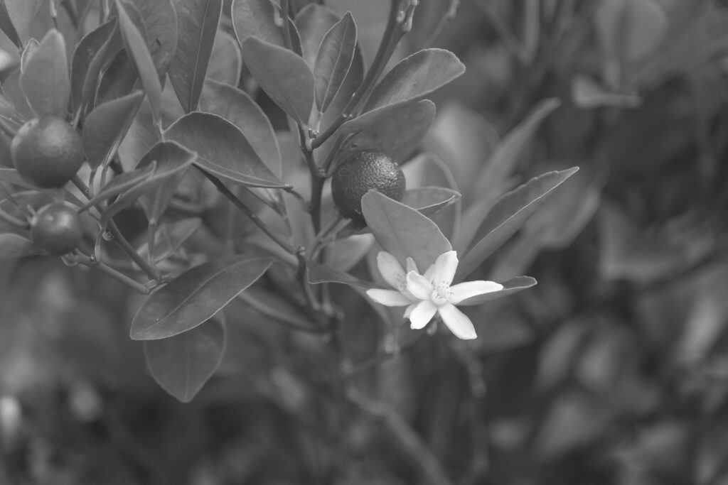 Fujifilm X-T4 Monochrome