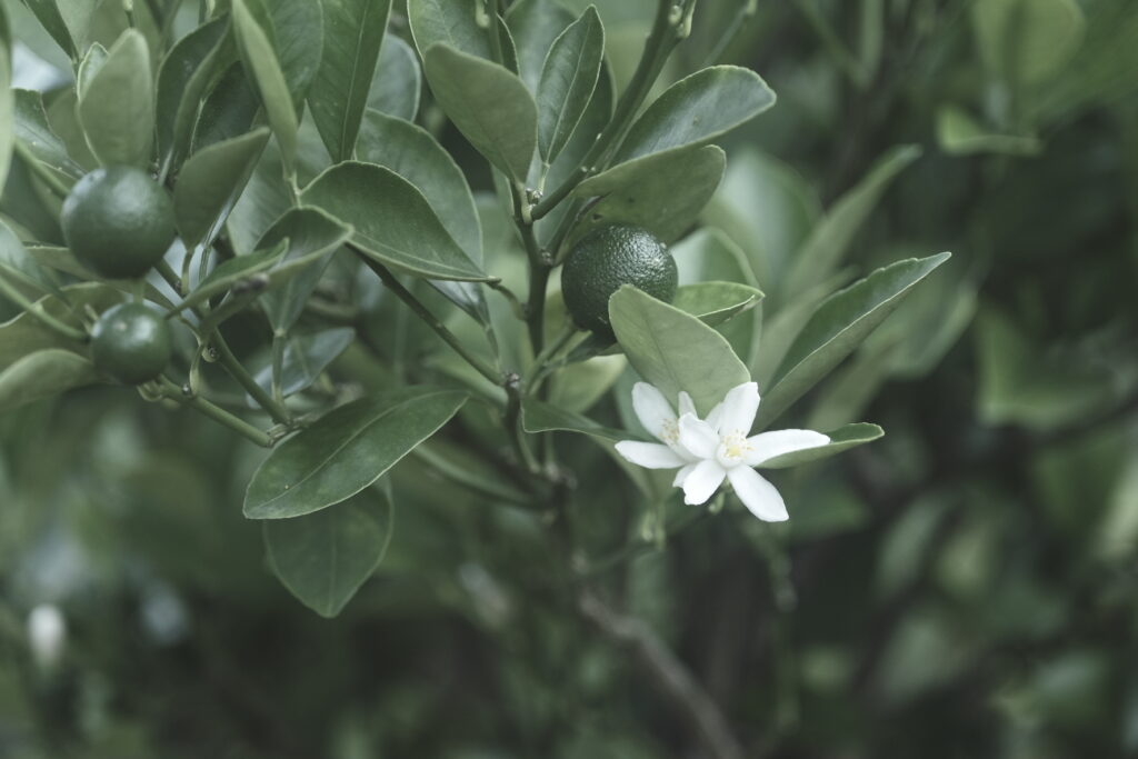 Fujifilm X-T4 Eterna Bleach Bypass
