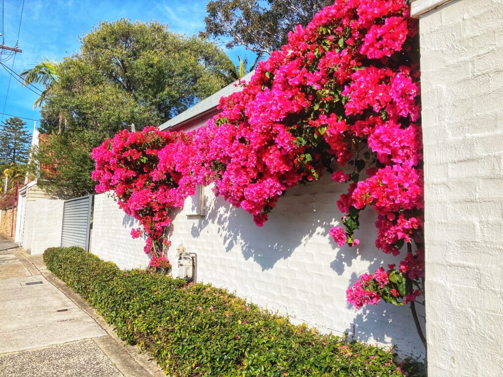 Watsons Bay, Sydney