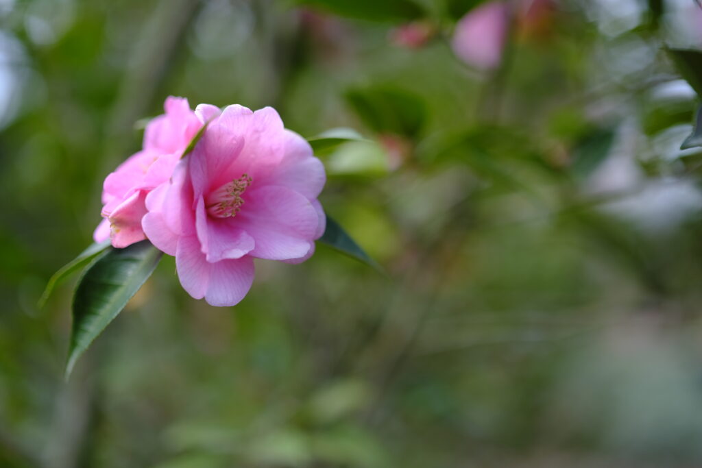 Hoa Trà ở vườn hoa UNC Charlotte