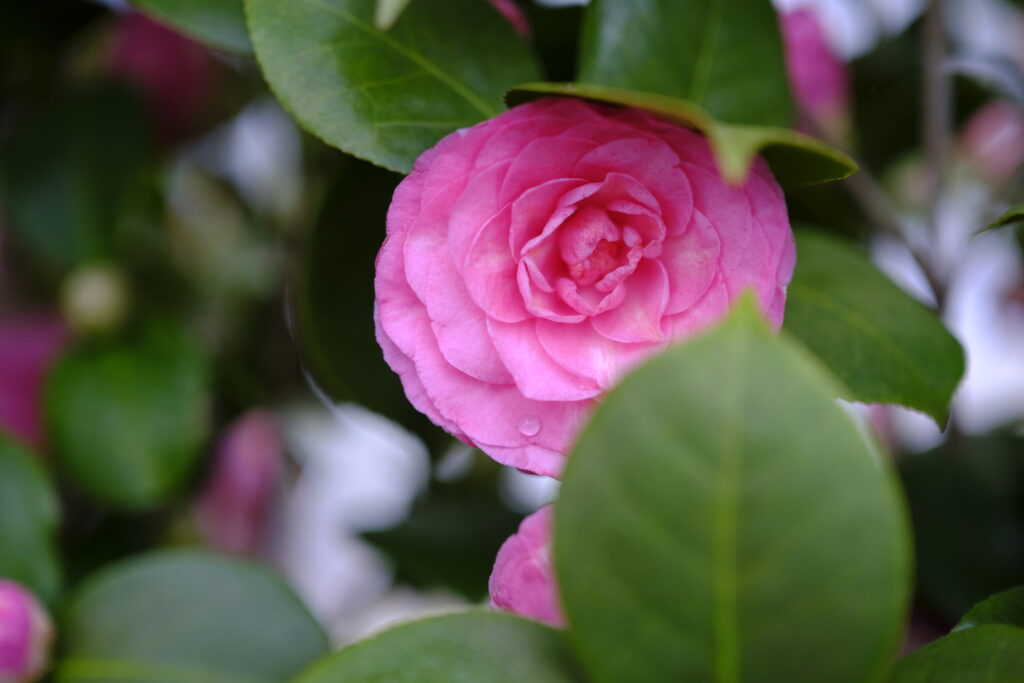 Hoa Camellia