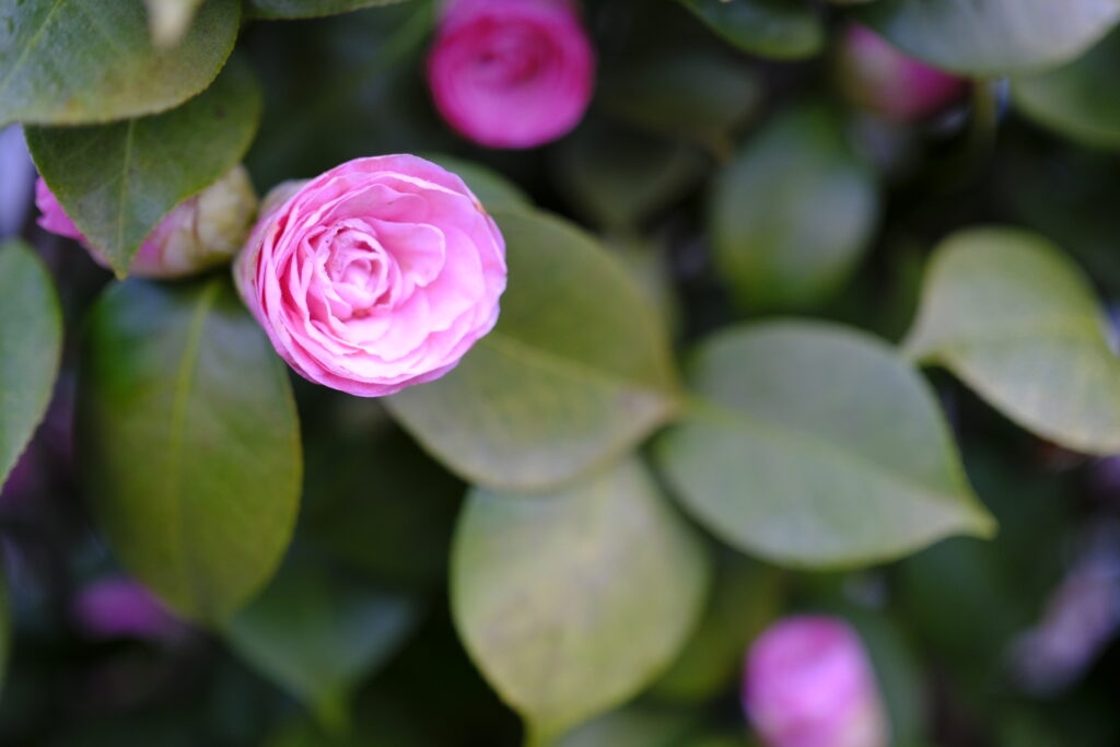 Hoa Camellia