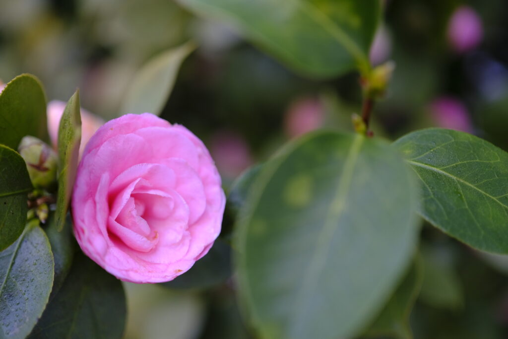 Hoa Camellia