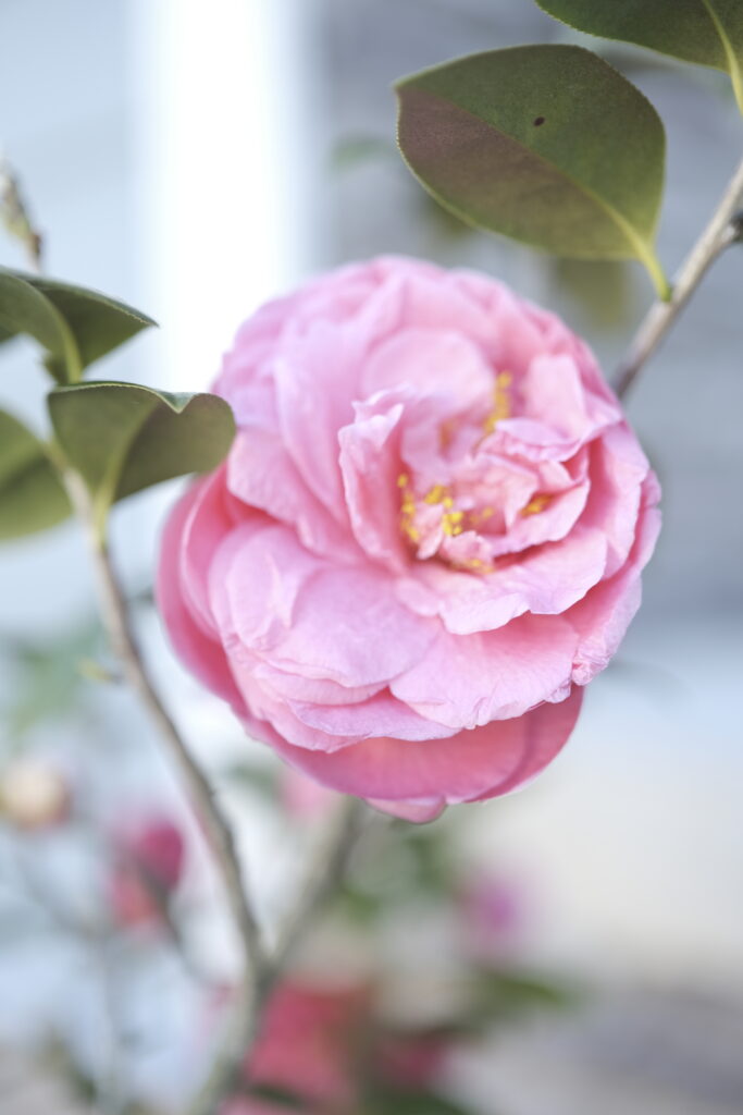 Hoa Camellia