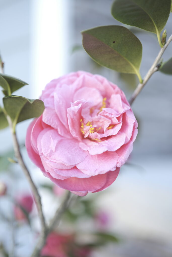 Hoa Camellia