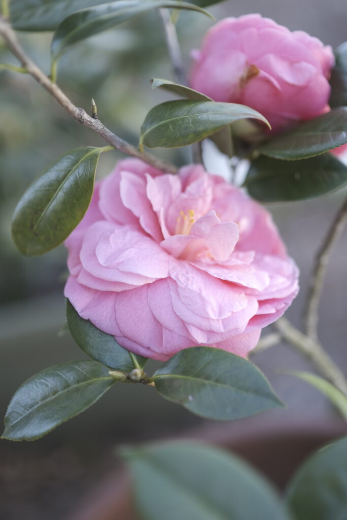 Hoa Camellia