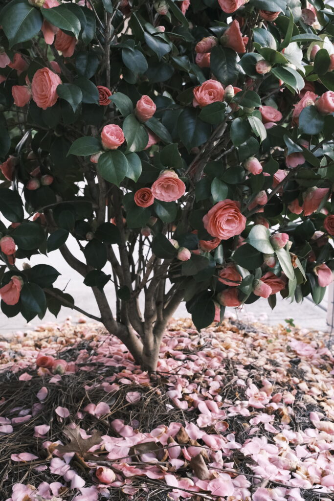 Hoa Camellia