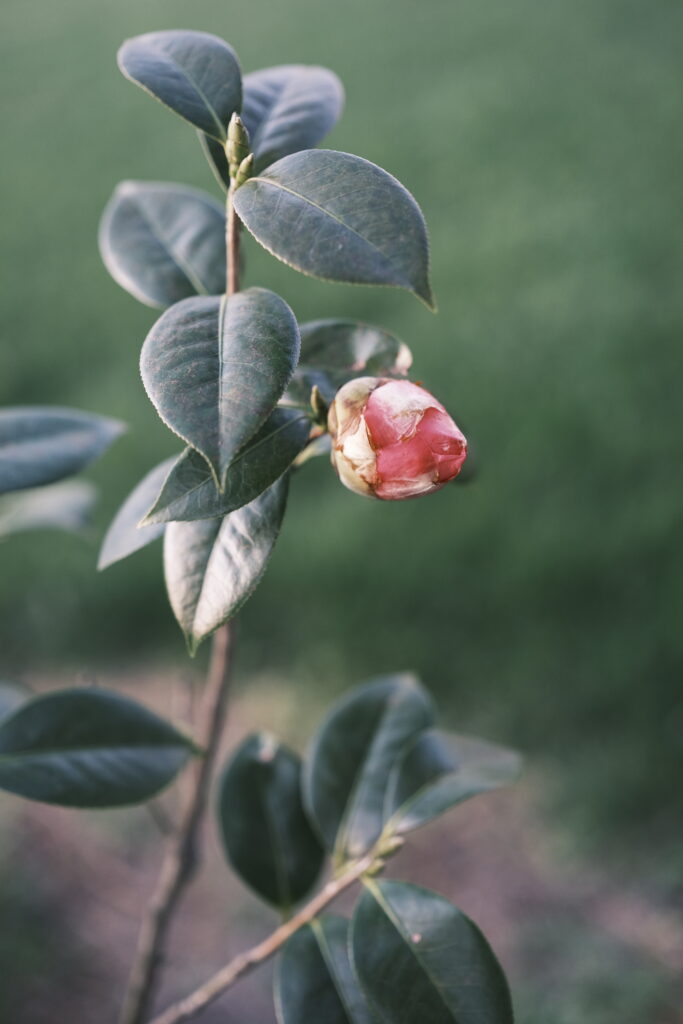 Hoa Camellia