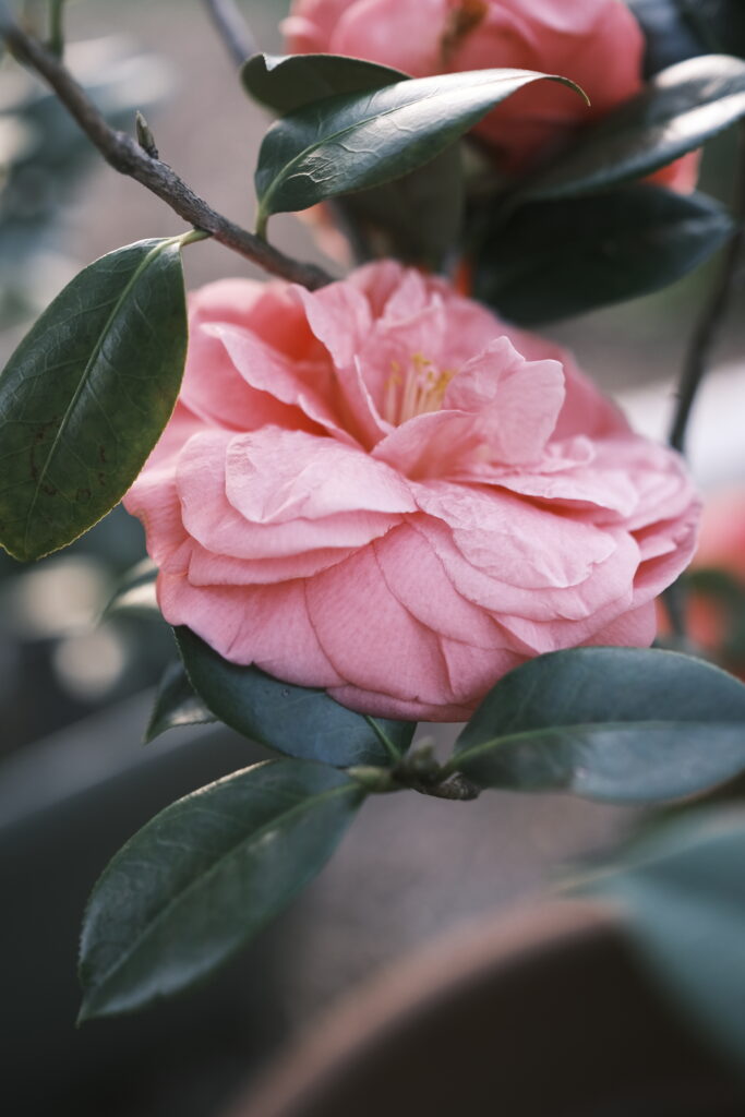 Hoa Camellia 