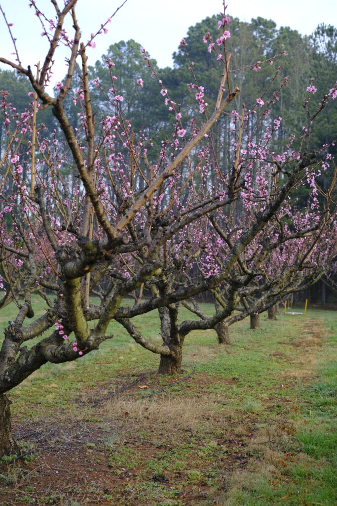 Peach Blossom