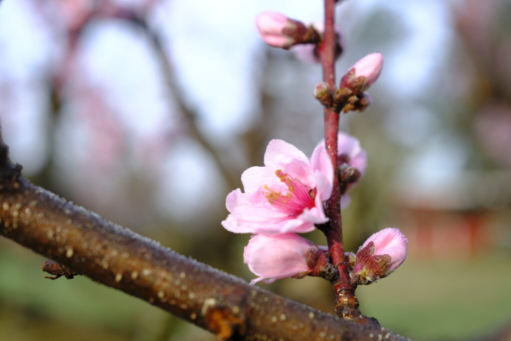 Peach Blossom