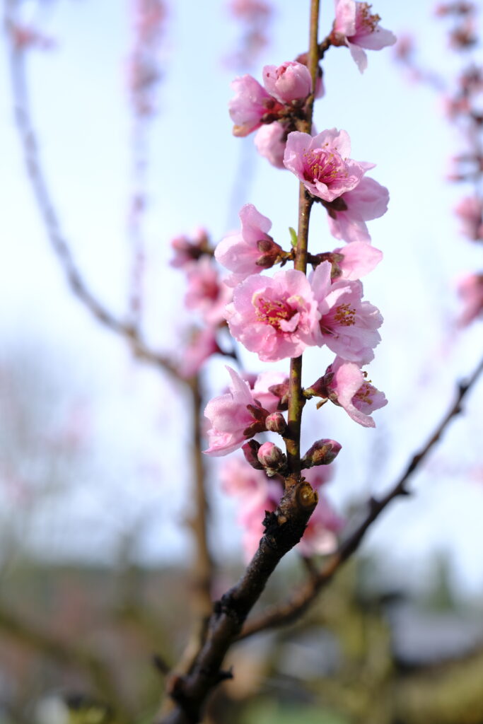 Peach Blossom