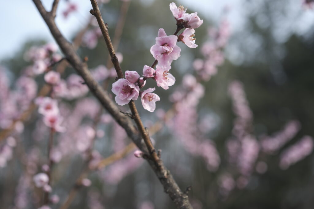 Peach Blossom