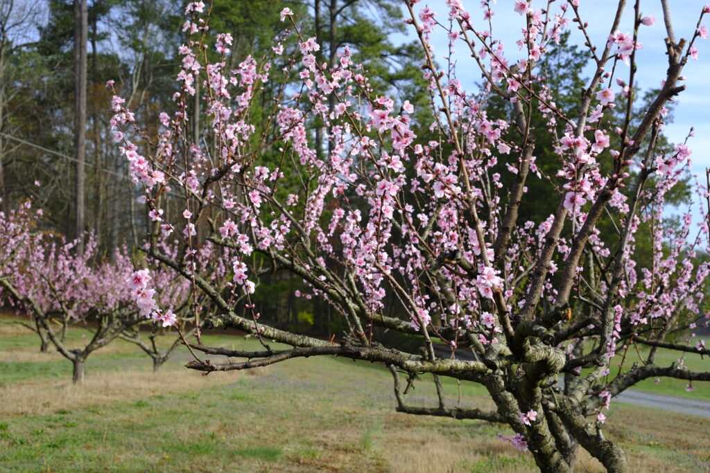 Peach Blossom