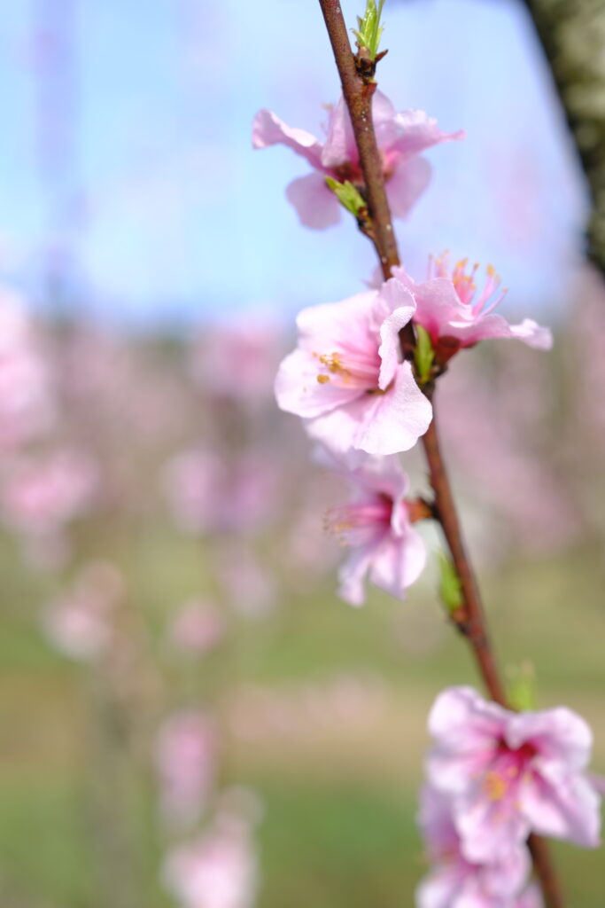 Peach Blossom