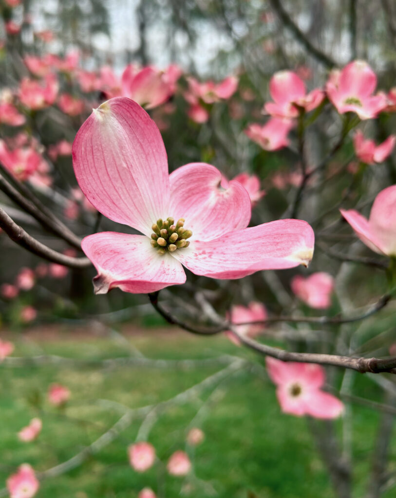 Hoa Dogwood