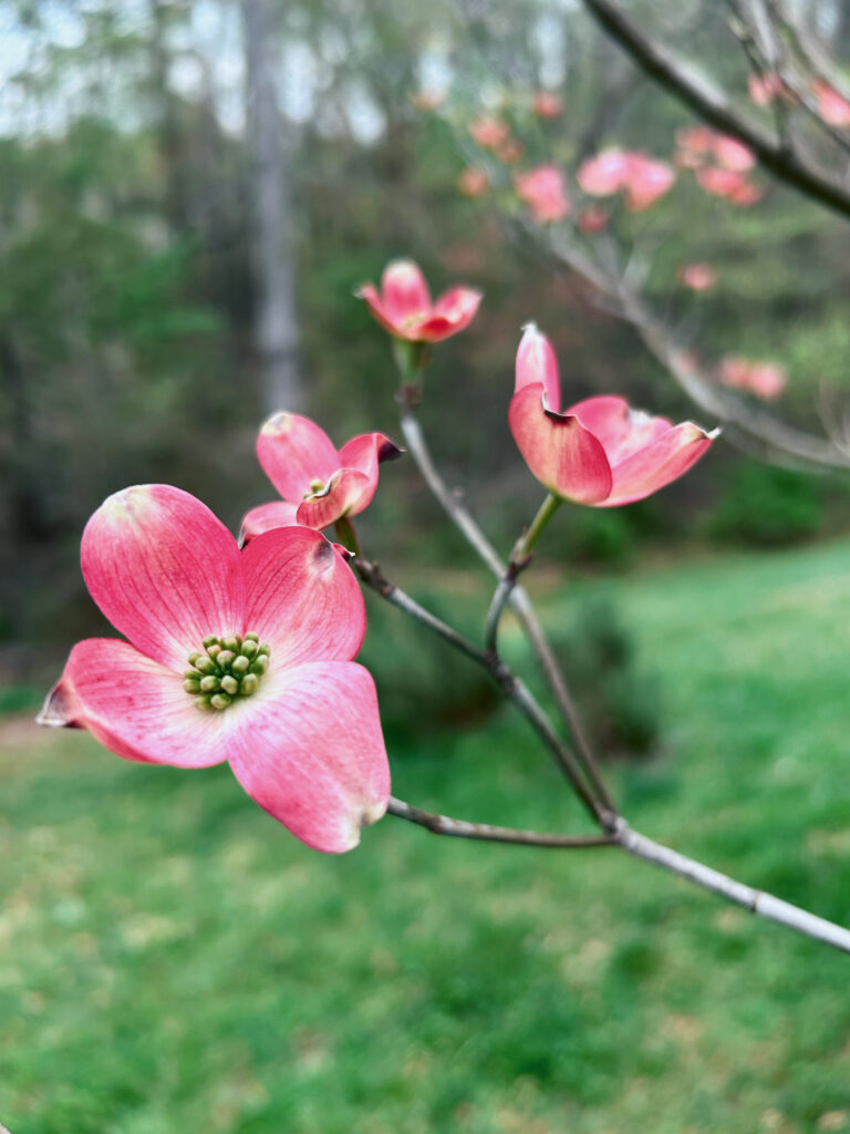 Hoa Dogwood