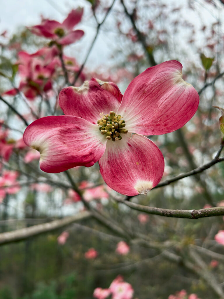 Hoa Dogwood