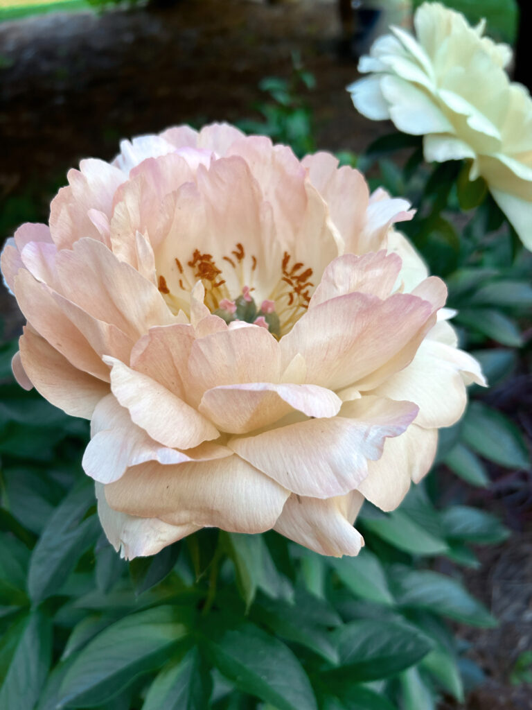 Hoa Peony