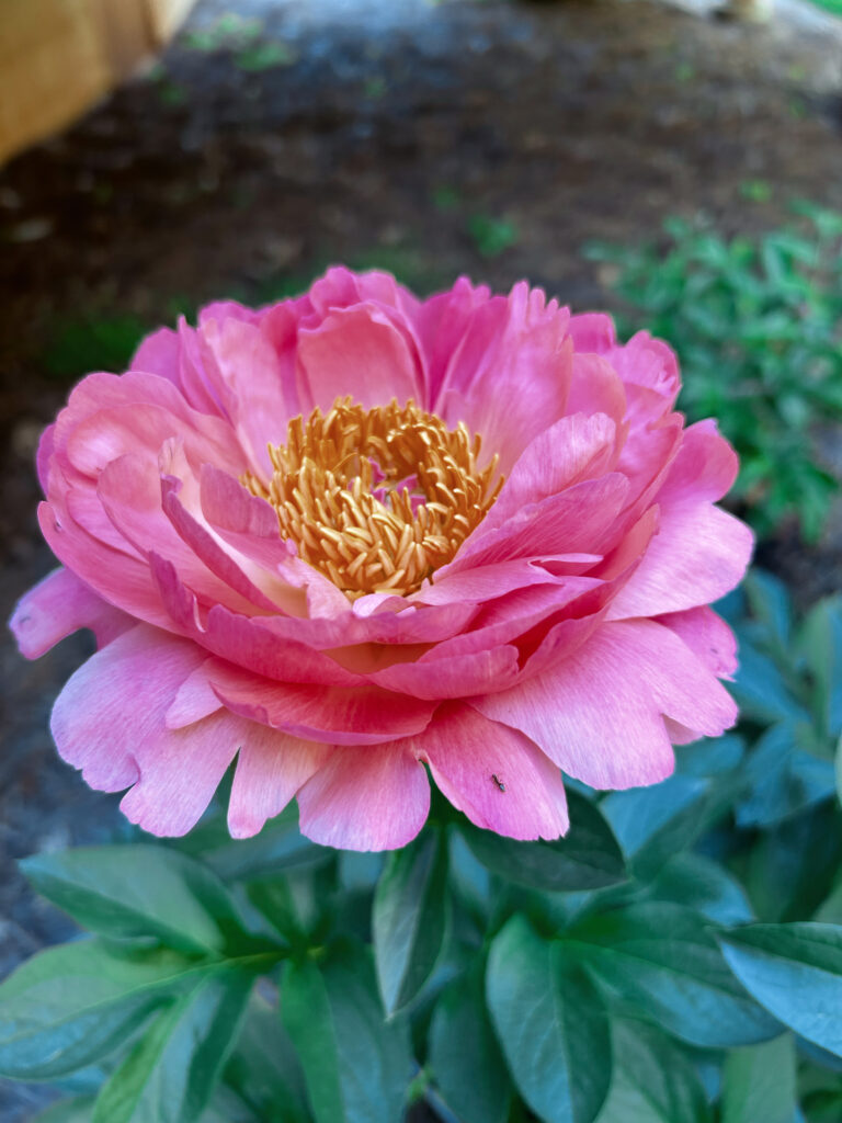 Hoa Peony