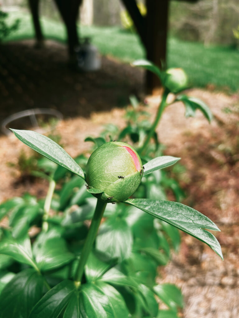 Nụ hoa Peony