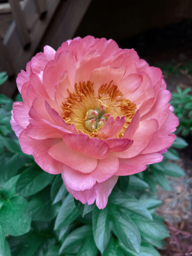 Hoa Peony