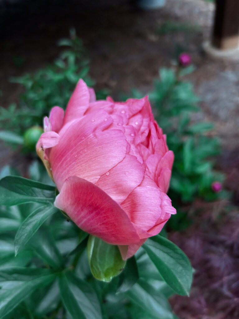 Hoa Peony