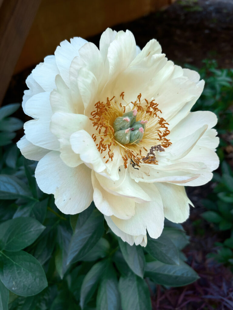 Hoa Peony