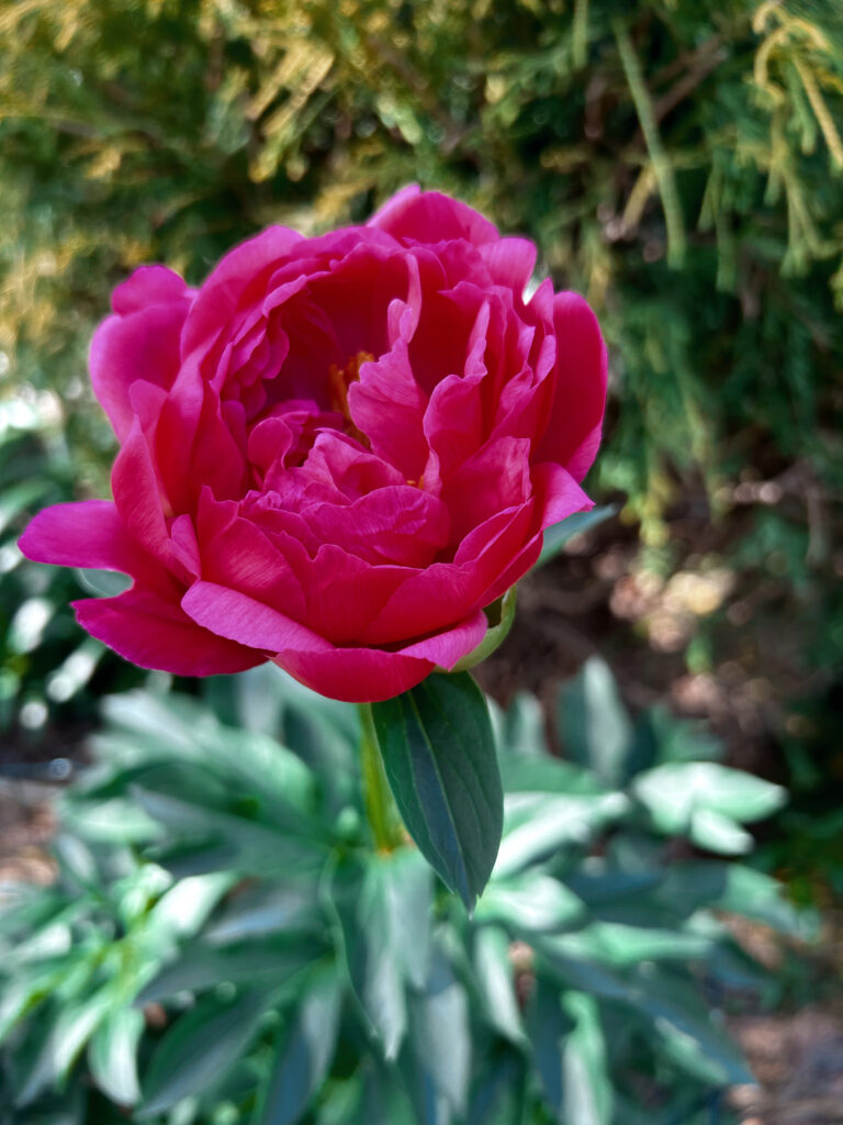 Hoa Peony