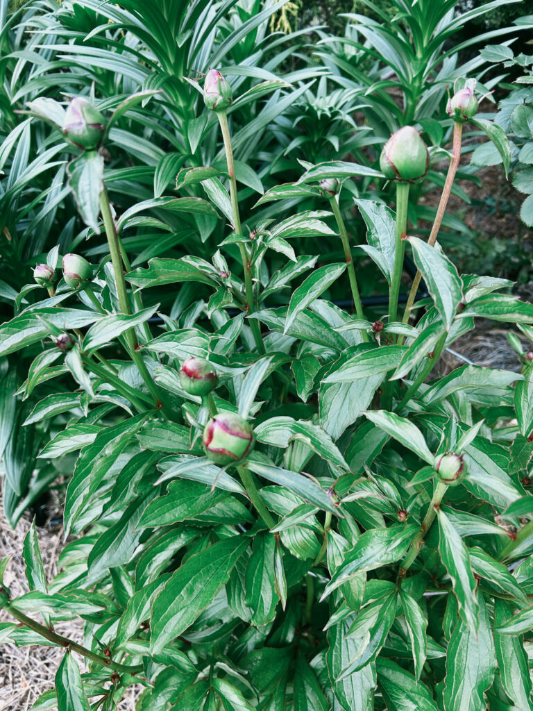 Hoa Peony