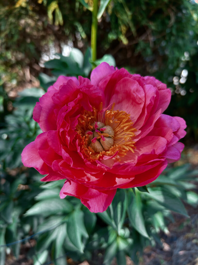 Hoa Peony