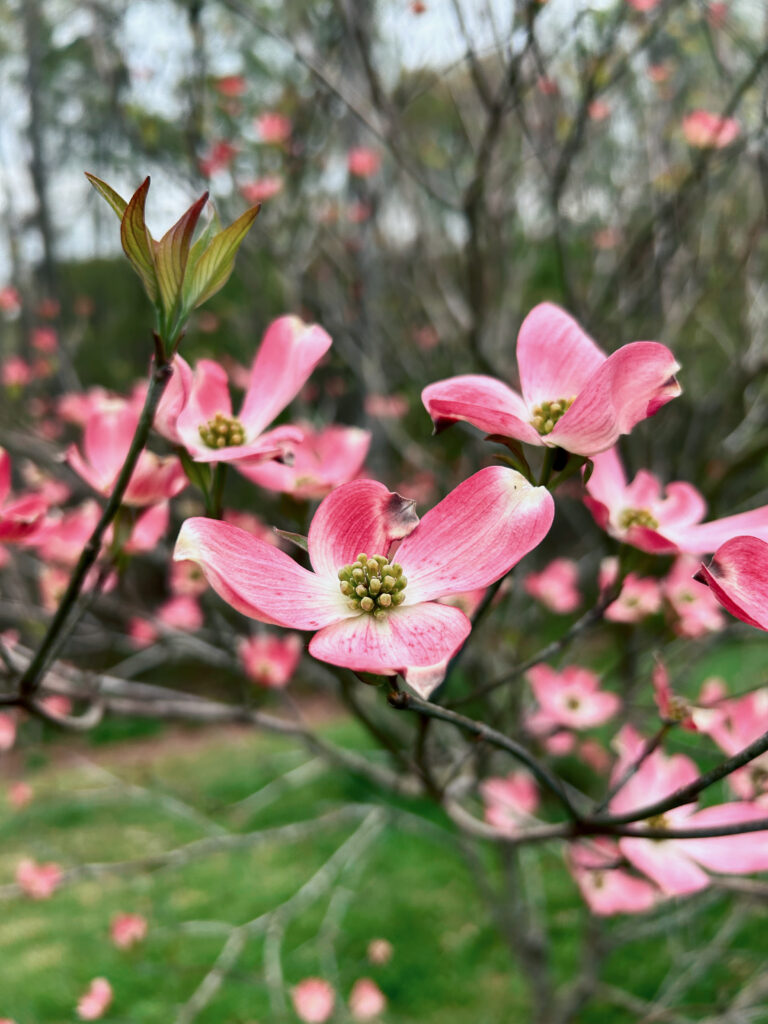 Hoa Dogwood