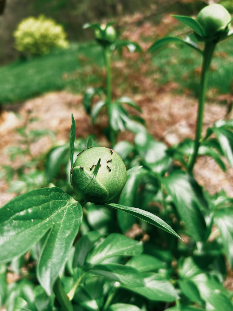 Nụ hoa Peony