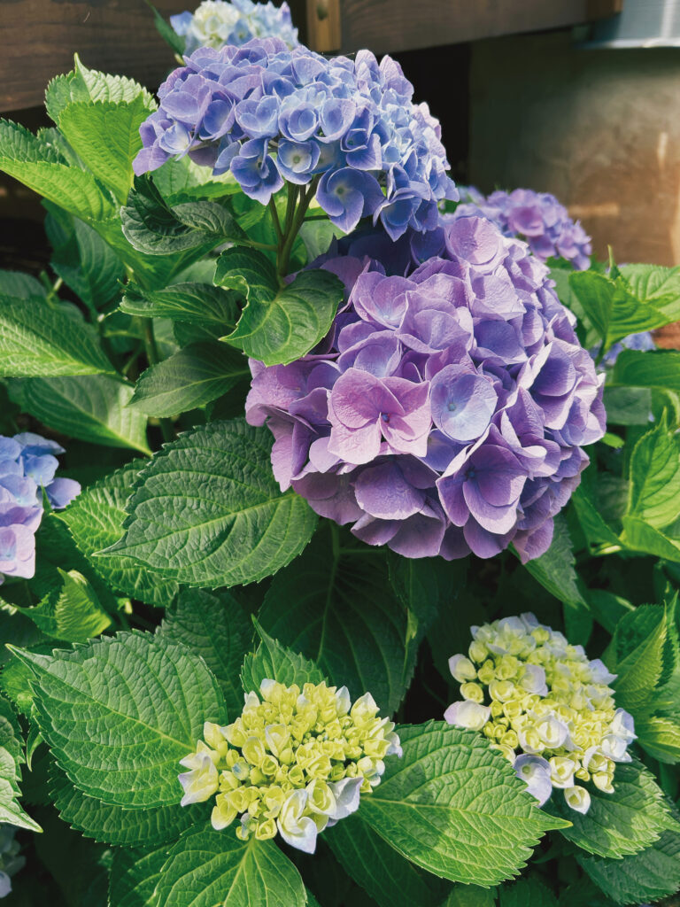 hydrangea
