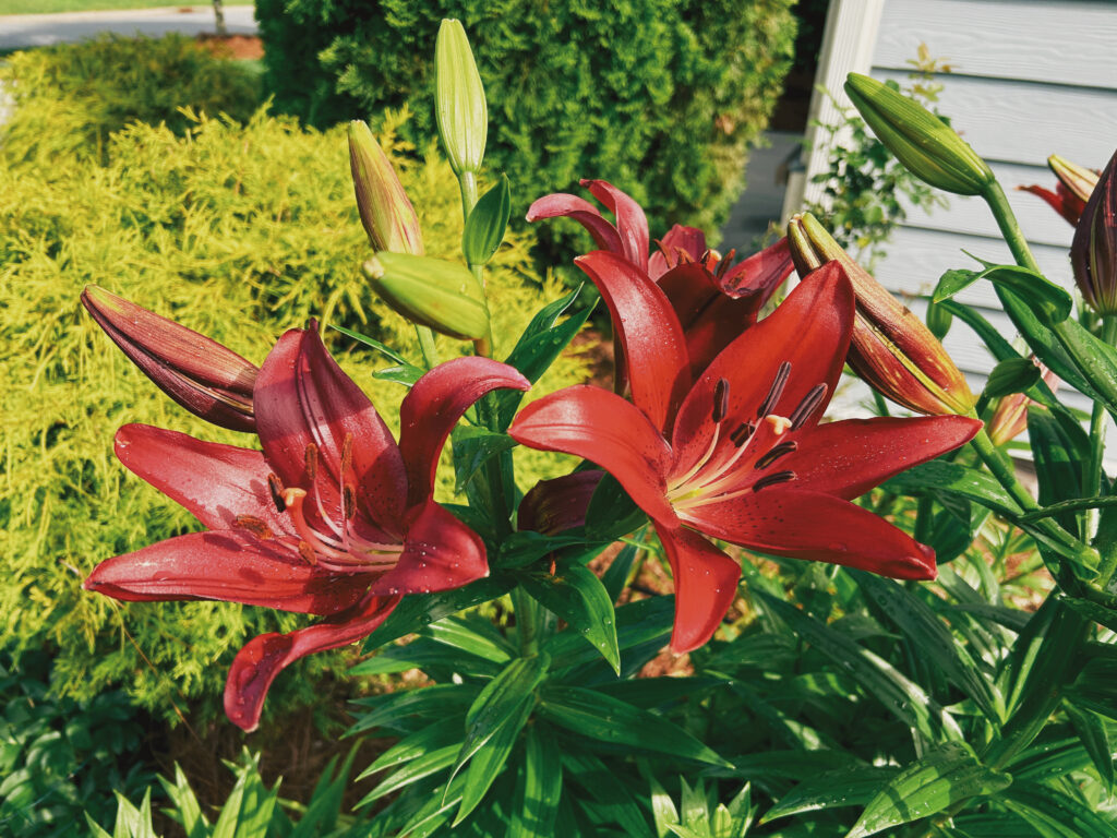 Lily
