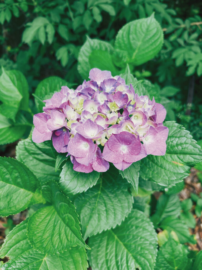 hydrangea