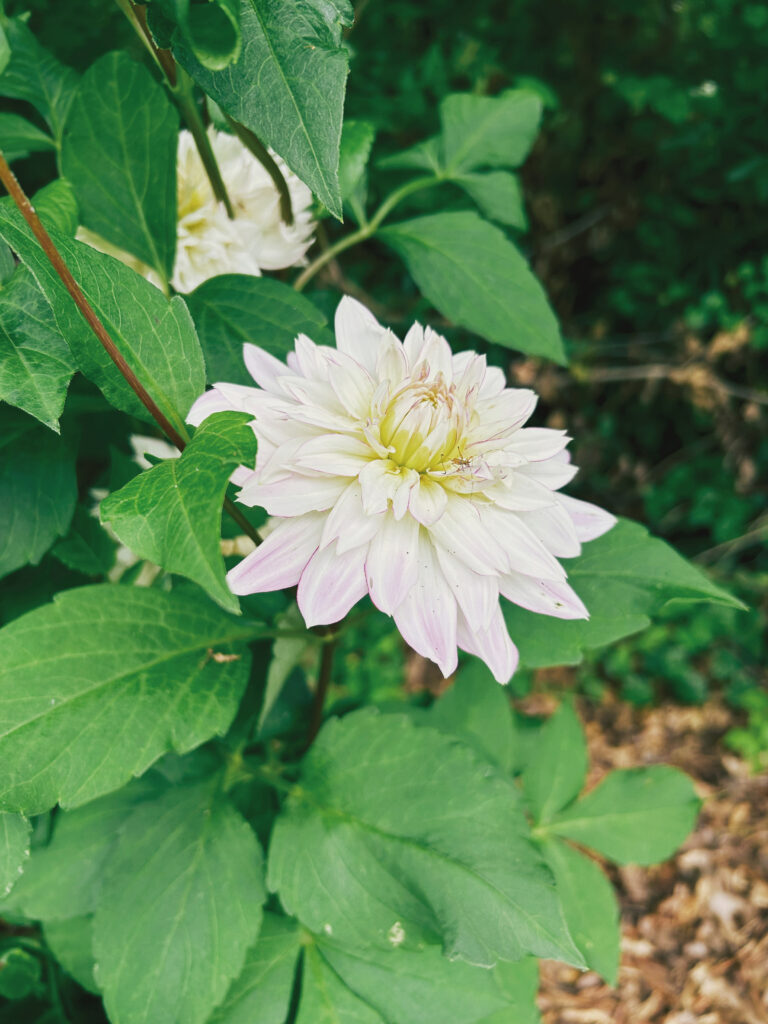 dahlia