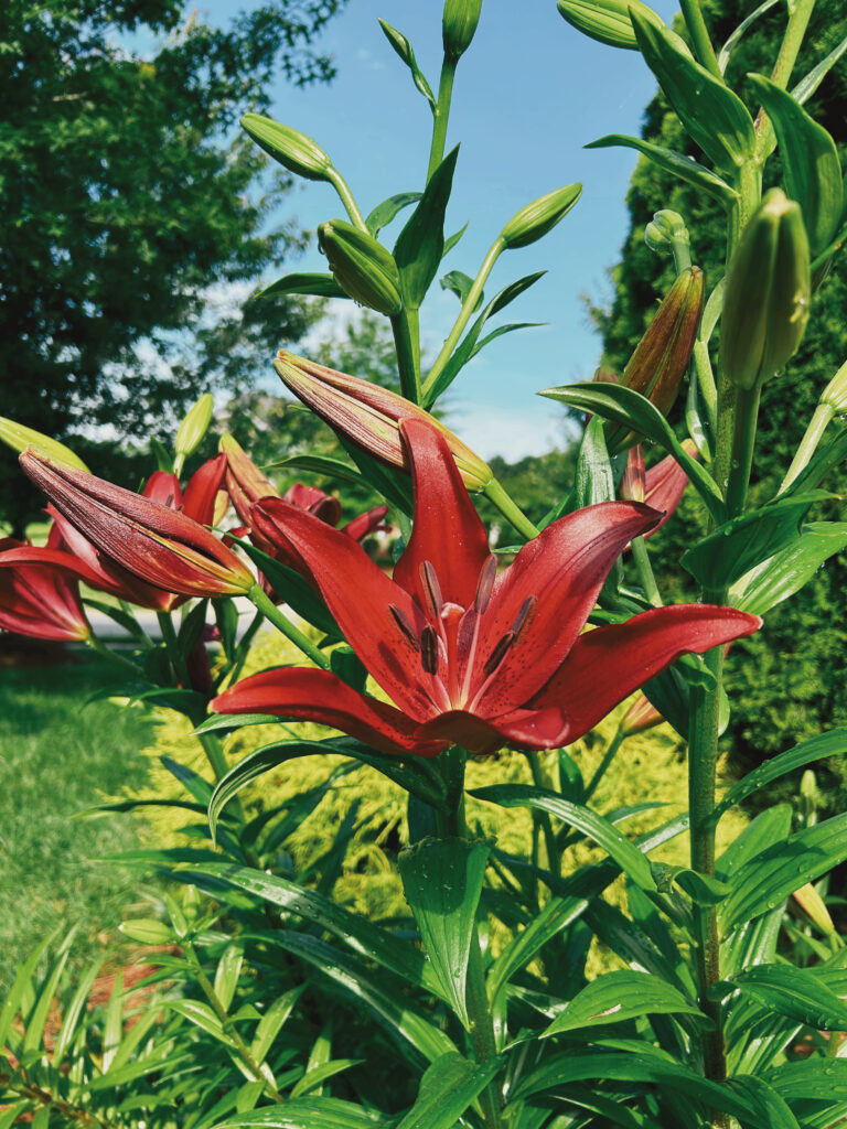 Lily