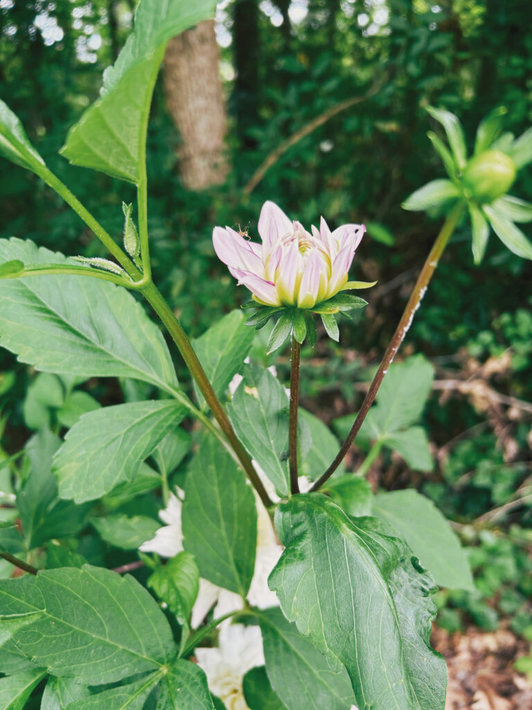dahlia
