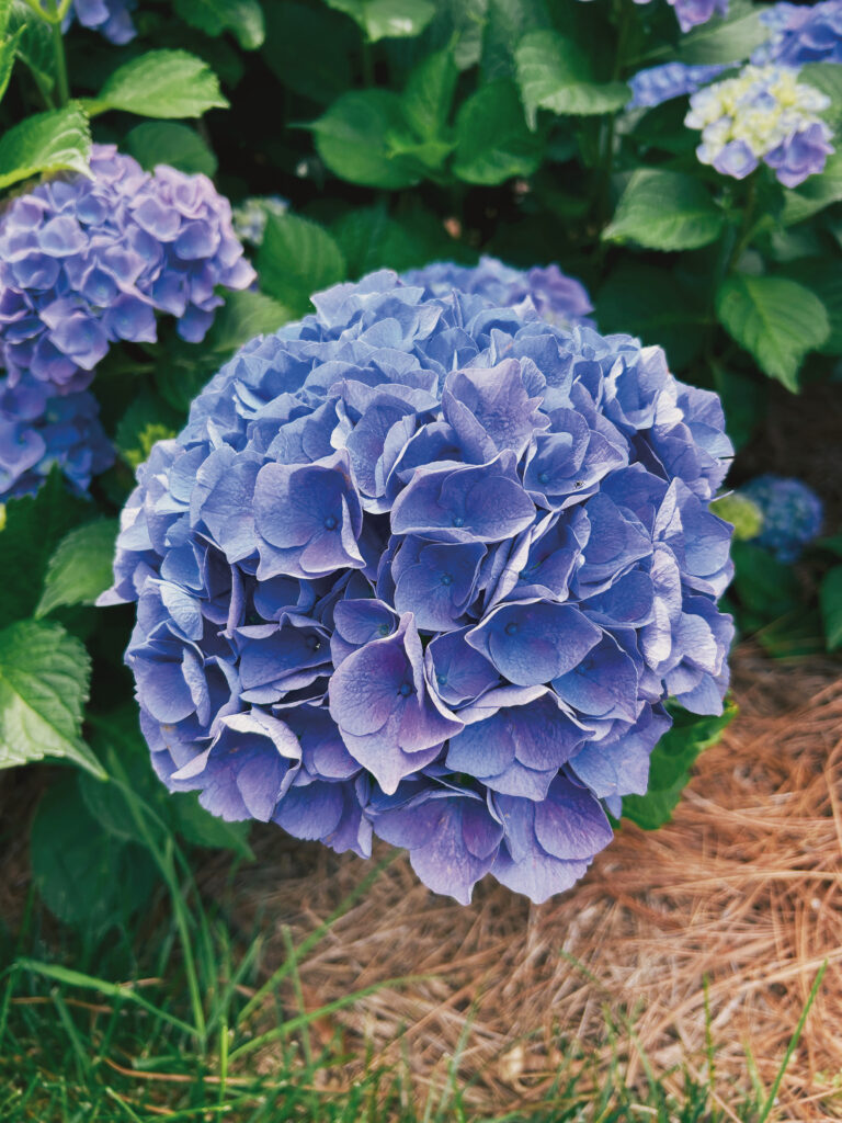 hydrangea