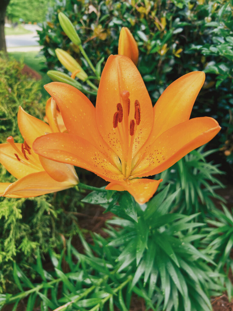 Lily